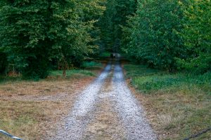 Das Hôtel Domaine de Châtenay au Mans ist über diesen Waldweg zu erreichen