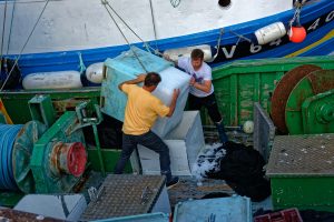 Eis zum Frischhalten des gefangenen Fisches wird in den Laderaum gekippt.