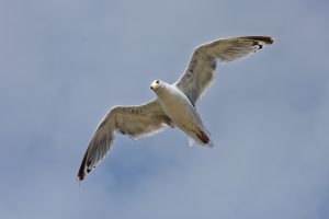 Eine Möwe begleitet uns hartnäckig