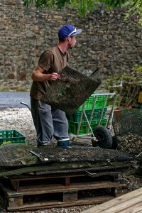 Ein Mitarbeiter des Château de Belon leert Austernsäcke