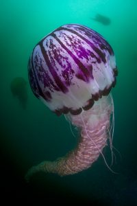 Schirmquallen bestehen zu 97 Prozent aus Wasser. Sie lassen sich von Strömungen treiben, können aber auch aktiv schwimmen. Bild: WDR/BBC NHU/Joe Platko