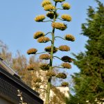 Blütenstand einer Agave in Saint-Pol. @ Klaus W. Schmidt