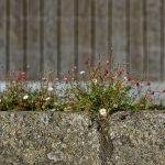 Pflanzen setzen sich überall durch