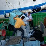 Mitglieder einer Trawlerbesatzung füllen Eis zur Kühlung von gefangenem Fisch in das Schiff