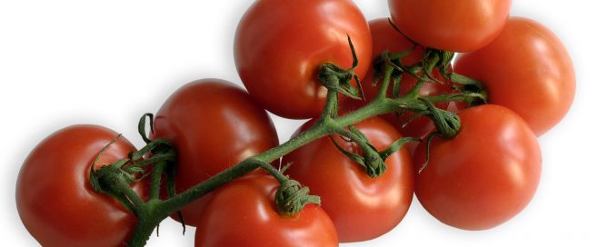 Kirschtomaten, eine Sorte aus der großen Familie der Tomate