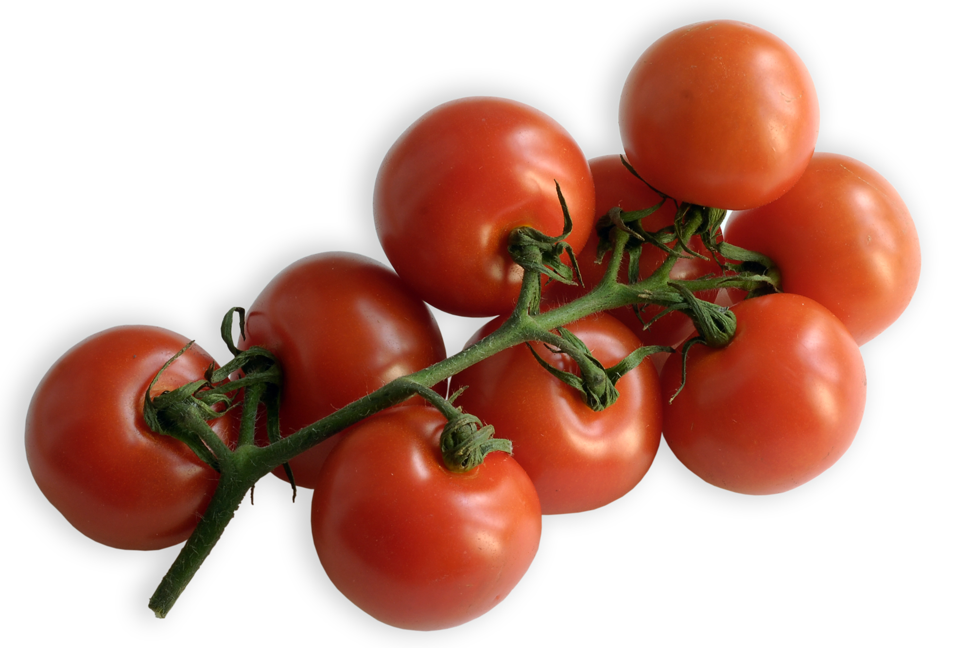 Kirschtomaten, eine Sorte aus der großen Familie der Tomate