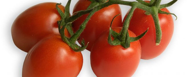 Eiertomaten, eine Sorte aus der großen Familie der Tomate