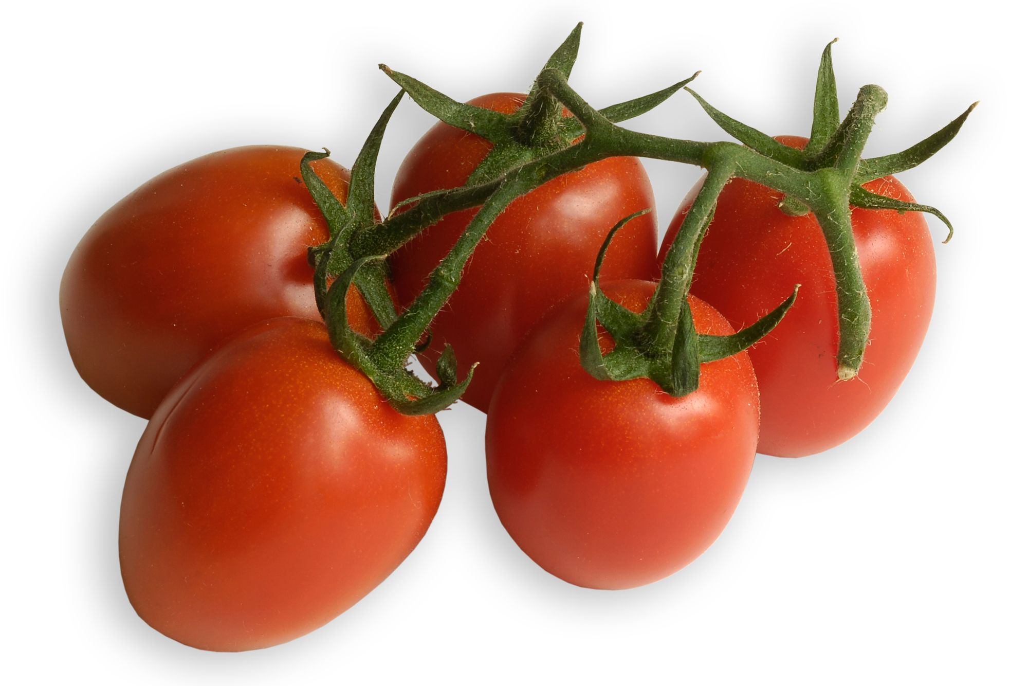 Eiertomaten, eine Sorte aus der großen Familie der Tomate