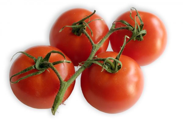 Strauchtomate, eine Sorte aus der großen Familie der Tomate