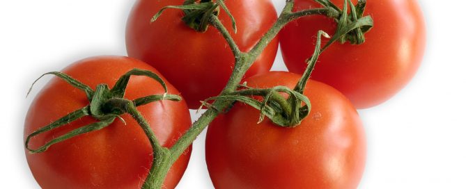 Strauchtomate, eine Sorte aus der großen Familie der Tomate