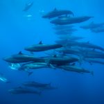 Vor Neuseeland bilden Große Tümmler und Kleine Schwertwale Gemeinschaften, obwohl sie sich sonst überall spinnefeind sind. Bild: WDR/BBC/Richard Robinson