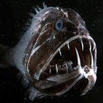 Der in der Tiefsee vorkommende Fangzahnfisch hält einen Rekord unter Fischen: Er hat im Vergleich zu seinem Körper die größten Zähne. WDR/BBC NHU/Espen Rekdal