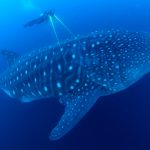Per Laser soll ein Walhai vermessen werden. 20 Meter lang und 20 Tonnen schwer, ist er der größte Fisch in den Weltmeeren. Bild: WDR/BBC NHU/Jonathan Green