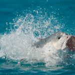 Dickkopf-Stachelmakrelen können bei ihrer Jagd auf Jungvögel sogar aus dem Wasser springen. Bild: WDR/BBC