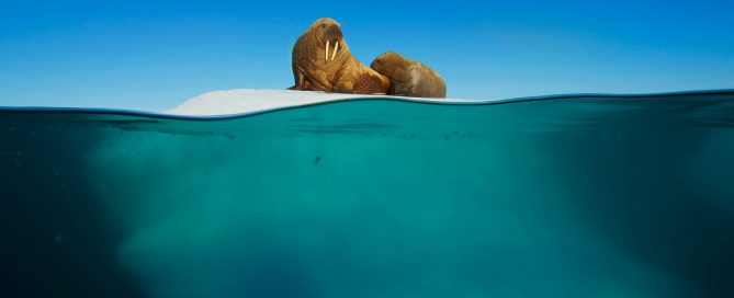 Walross-Babys können noch nicht so lange schwimmen, komfortable Rastplätze sind daher sehr begehrt. Bild: WDR/BBC