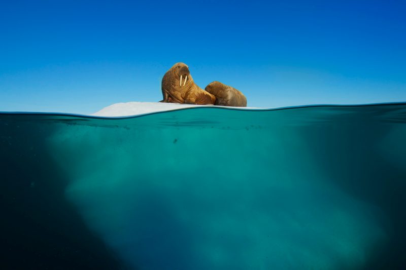 Walross-Babys können noch nicht so lange schwimmen, komfortable Rastplätze sind daher sehr begehrt. Bild: WDR/BBC