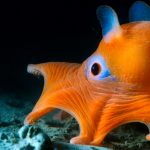 Der Pfannkuchentintenfisch lebt in der kalifornischen Tiefsee. Seine Kopfflossen haben ihm den Spitznamen „Dumbo“-Tintenfisch eingetragen. Bild: WDR/BBC