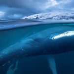 Buckelwale ziehen erst seit kurzem bis in die Fjorde Nord-Norwegens. Große Heringsschwärme locken sie dort an. Bild: WDR/BBC/Audun Rikardsen